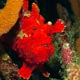 frogfish