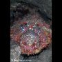 Reef stonefish, Laha, Ambon
