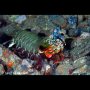 The 'thumbcracker' mantis shrimp, Laha, Ambon