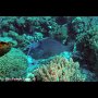 Humphead parrotfish, Nusa Laut