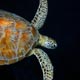 Green turtle