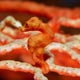 pygmy seahorse