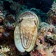 Cuttlefish