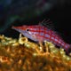 longnose hawkfish