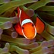 clownfish