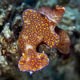 Long-tail Ceratosoma nudibranch