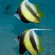 Bannerfish