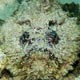 Stonefish at Japanese gardens