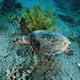 Turtle at Cables Reef