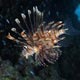 Lionfish
