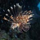 Lionfish