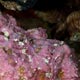 Pink stonefish