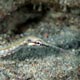 Schultz's pipefish