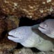 Reticulated moray eels