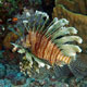 Lionfish