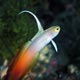 Fire dart goby