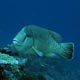 Napoleon wrasse