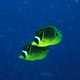 Racoon butterflyfish