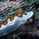 Nudibranch