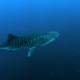 Whaleshark