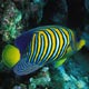 Regal angelfish