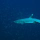 White tip reef shark