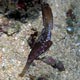 seagrass ghsot pipefish
