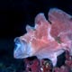 Frogfish