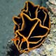 Nudibranch