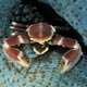 porcelain crab