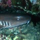 Nurse shark