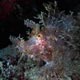 Weedy scorpionfish