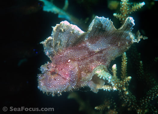 Leaffish in hard coral