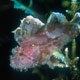 Leaffish on staghorn coral