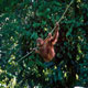 Orang-utan at Sepilok sanctuary