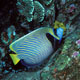 Emperor angelfish