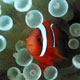 clownfish