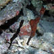 Seagrass ghost pipefish