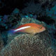 Arc-eye hawkfish