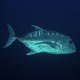 Giant trevally