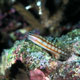 Philippines blenny