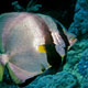 Pinate batfish