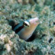 Fang blenny