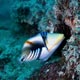 picasso triggerfish