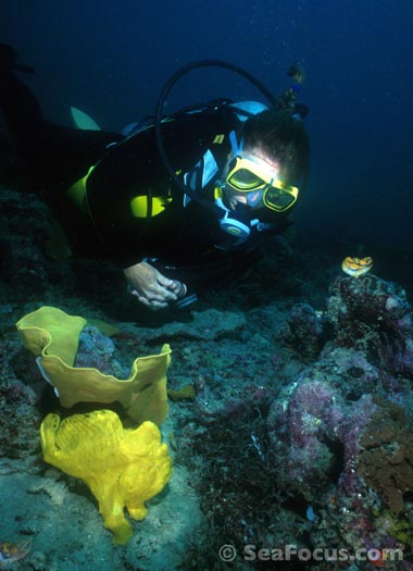 Diver and frogfish - Mabul