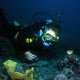 Diver and frogfish - Mabul