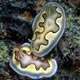 nudibranchs - Mabul