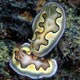 nudibranchs - Mabul