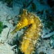 seahorse - Mabul