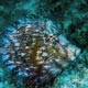 weedy filefish - Mabul